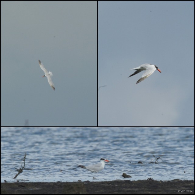Hydroprogne caspia • © Con Foley • All Rights Reserved
