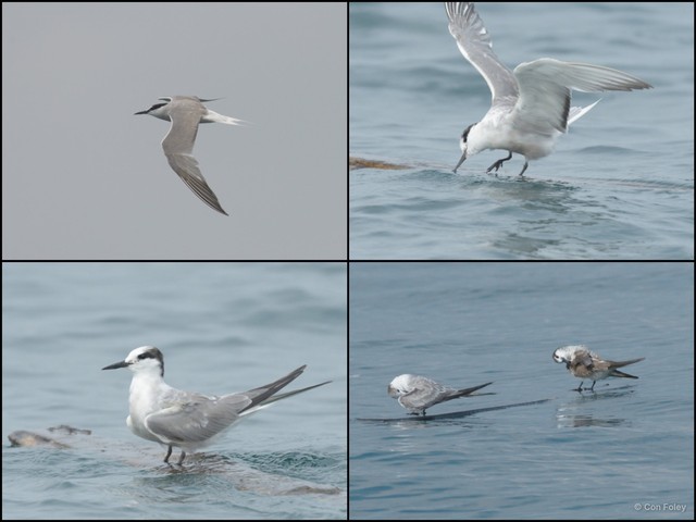 Onychoprion aleuticus • © Con Foley • All Rights Reserved