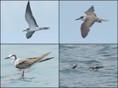 Onychoprion anaethetus (Scopoli, 1786)