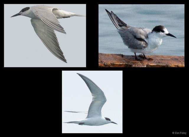 Sterna hirundo • © Con Foley • All Rights Reserved
