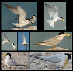 Sternula albifrons