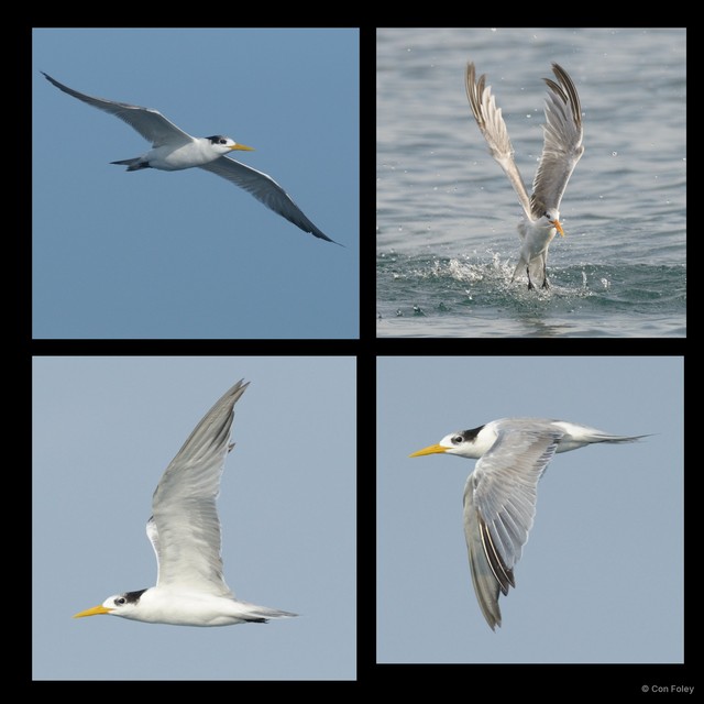 Thalasseus bengalensis • © Con Foley • All Rights Reserved