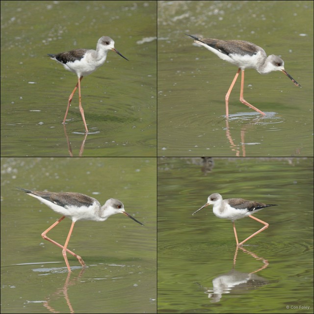 Himantopus himantopus • © Con Foley • All Rights Reserved