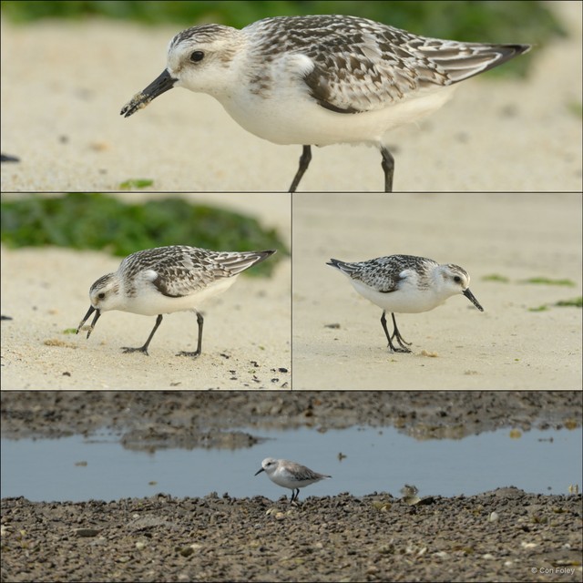 Calidris alba • © Con Foley • All Rights Reserved