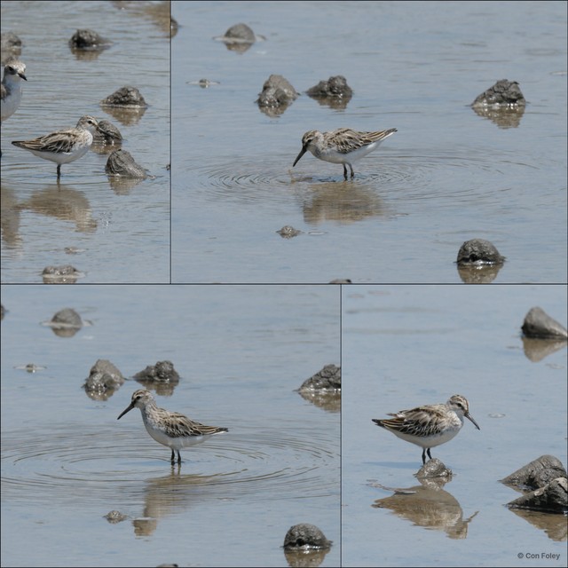 Calidris falcinellus • © Con Foley • All Rights Reserved