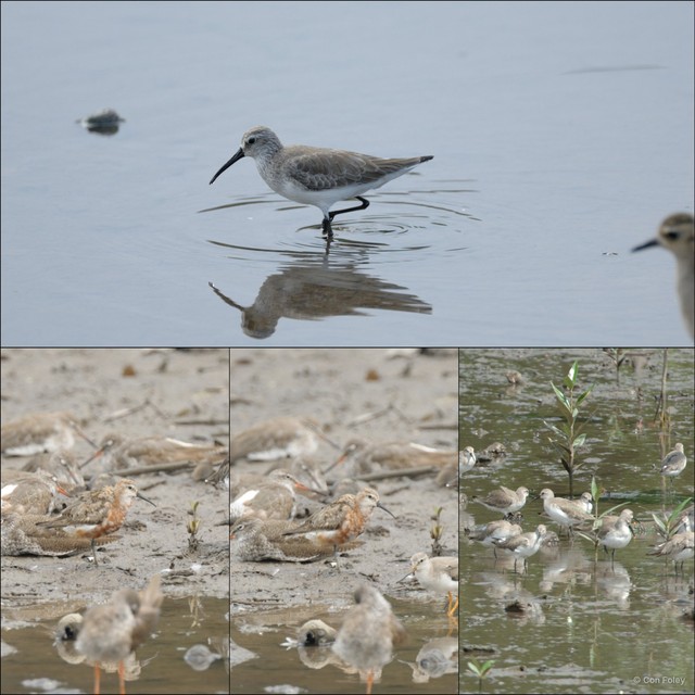 Calidris ferruginea • © Con Foley • All Rights Reserved