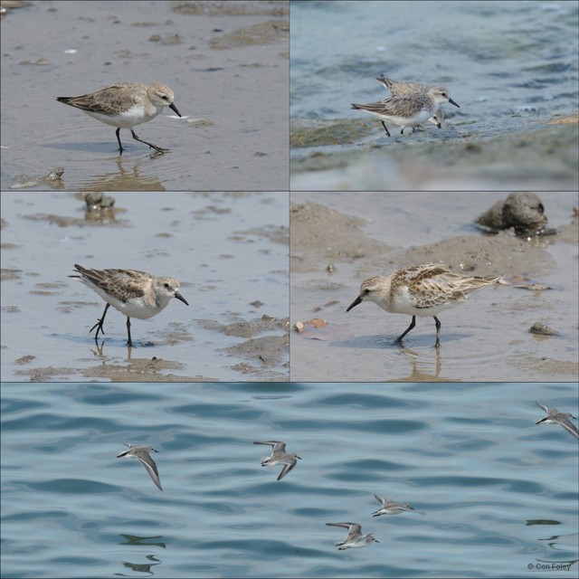 Calidris ruficollis • © Con Foley • All Rights Reserved