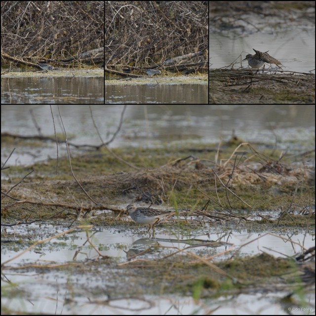 Calidris subminuta • © Con Foley • All Rights Reserved