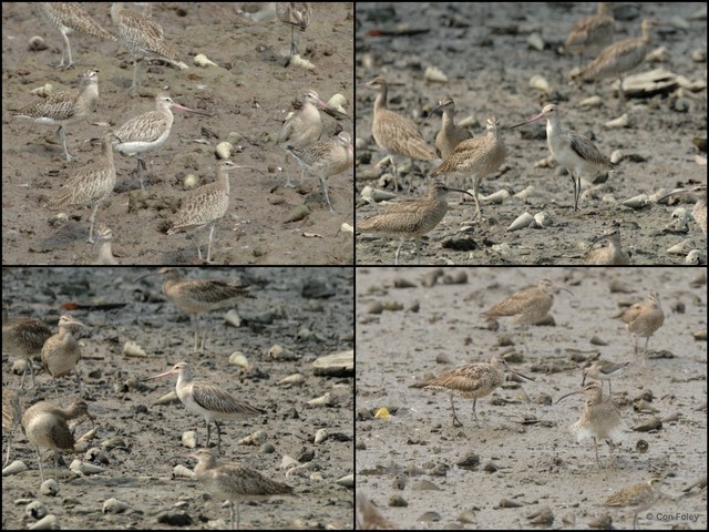 Limosa lapponica • © Con Foley • All Rights Reserved