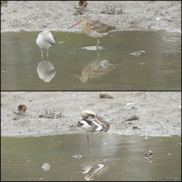Limosa limosa • © Con Foley • All Rights Reserved