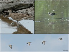 Numenius phaeopus