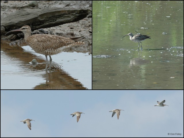 Numenius phaeopus • © Con Foley • All Rights Reserved