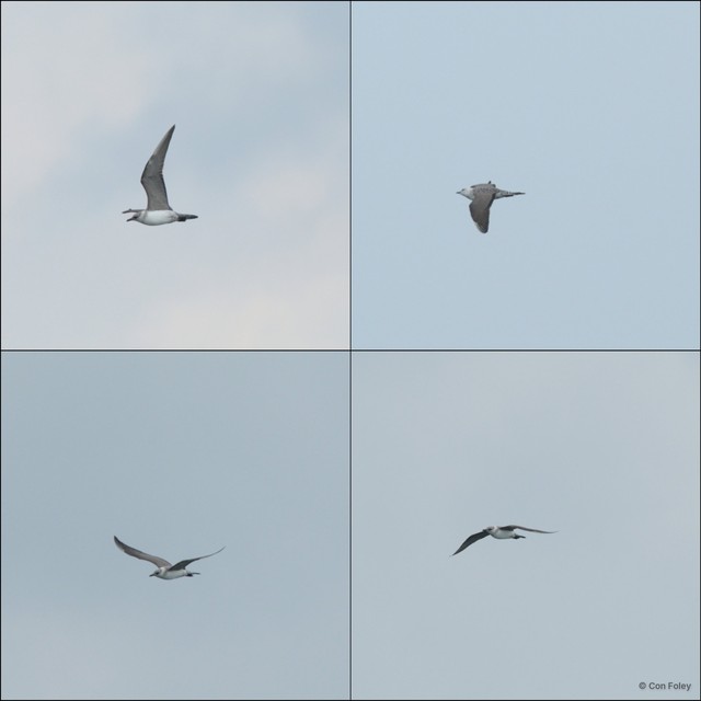 Stercorarius longicaudus • © Con Foley • All Rights Reserved