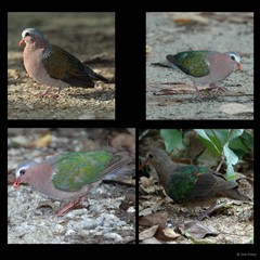 Chalcophaps indica