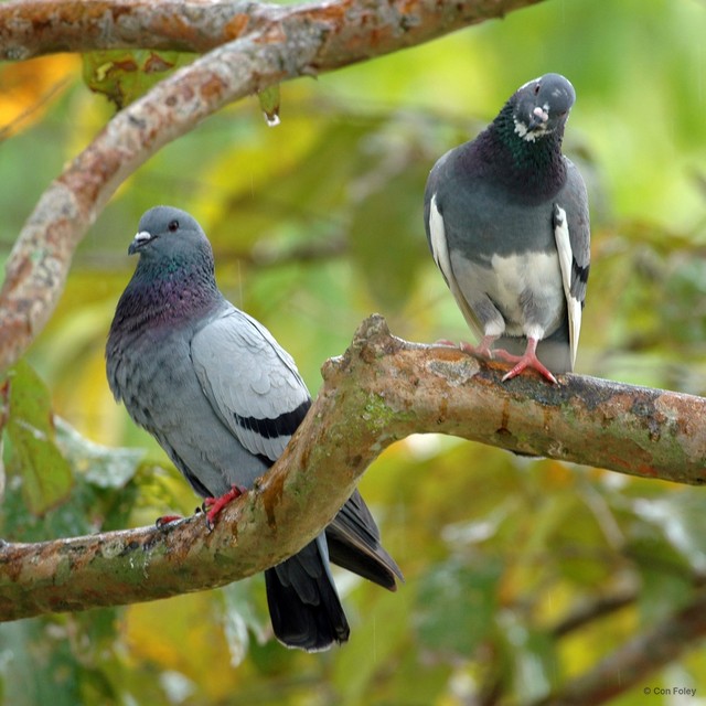 Columba livia • © Con Foley • All Rights Reserved