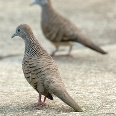 Geopelia striata