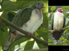 Ramphiculus jambu