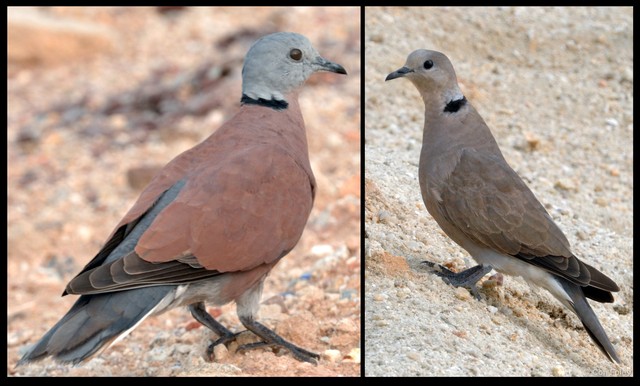 Streptopelia tranquebarica • © Con Foley • All Rights Reserved
