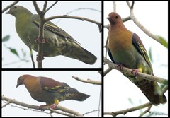 Treron fulvicollis