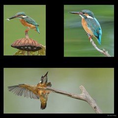 Alcedo atthis