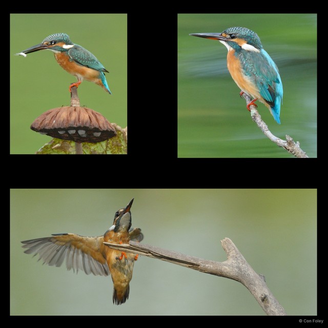 Alcedo atthis • © Con Foley • All Rights Reserved