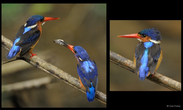 Alcedo meninting • © Con Foley • All Rights Reserved