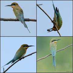 Merops philippinus