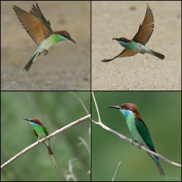 Merops viridis • © Con Foley • All Rights Reserved