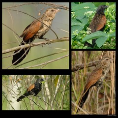 Centropus bengalensis