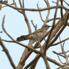 Chalcites basalis