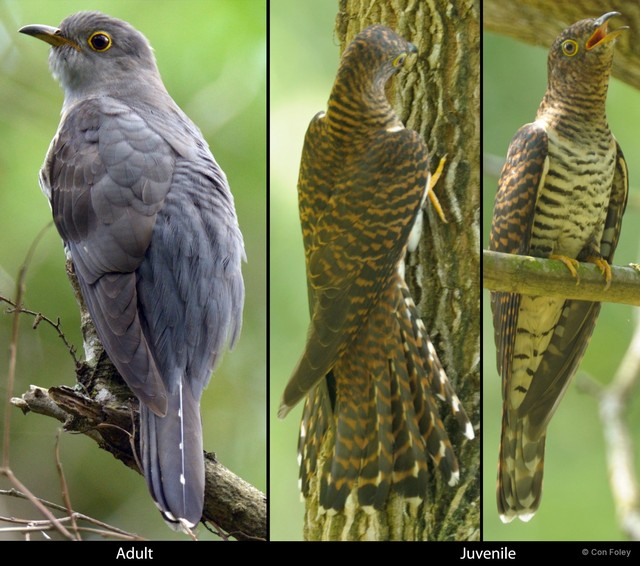 Cuculus saturatus • © Con Foley • All Rights Reserved