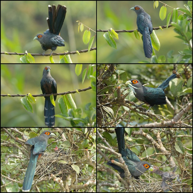 Phaenicophaeus sumatranus • © Con Foley • All Rights Reserved