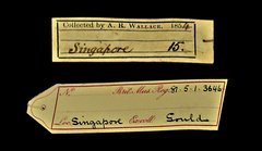 Phaenicophaeus sumatranus • All Rights Reserved Museum Label