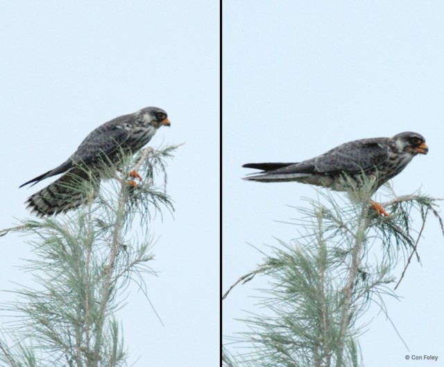 Falco amurensis • © Con Foley • All Rights Reserved