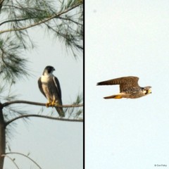 Falco peregrinus