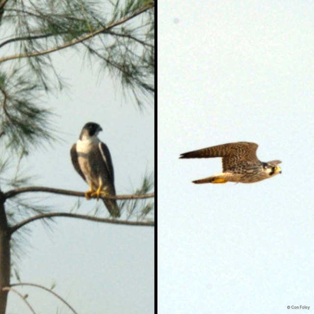 Falco peregrinus • © Con Foley • All Rights Reserved