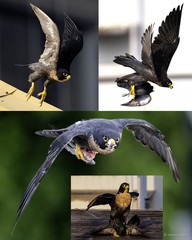 Falco peregrinus • © Jaskuv Valerie • All Rights Reserved