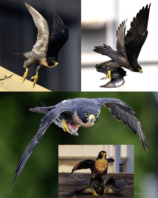 Falco peregrinus