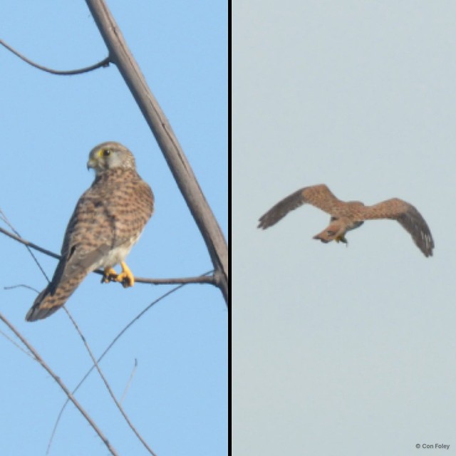 Falco tinnunculus • © Con Foley • All Rights Reserved