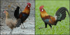Gallus gallus