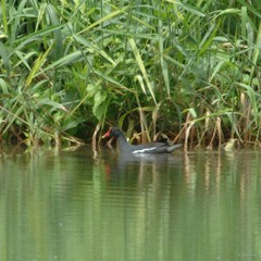 Gallinula chloropus