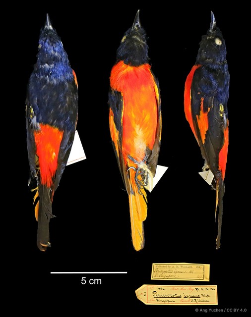 Pericrocotus igneus • © Ang Yuchen • CC BY 4.0
