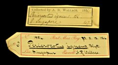 Pericrocotus igneus • All Rights Reserved Museum Label