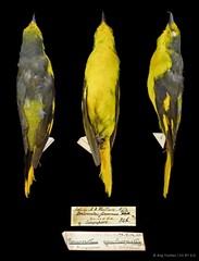 Pericrocotus speciosus • © Ang Yuchen • CC BY 4.0