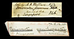 Pericrocotus speciosus • All Rights Reserved Museum Label