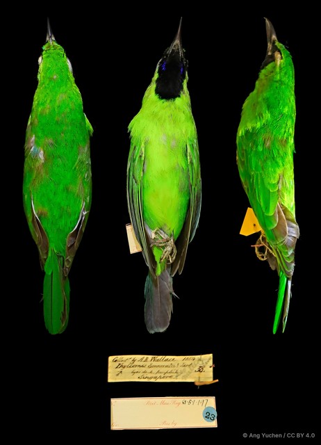 Chloropsis sonnerati