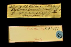 Chloropsis sonnerati • All Rights Reserved Museum Label