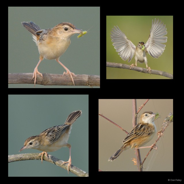 Cisticola juncidis • © Con Foley • All Rights Reserved