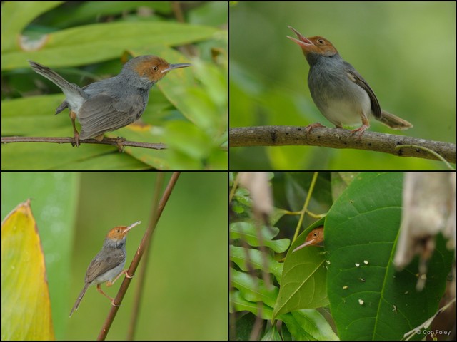 Orthotomus ruficeps • © Con Foley • All Rights Reserved
