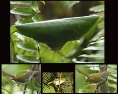 Orthotomus sutorius